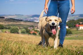 Auf der Suche nach Hundesteuer-Sündern